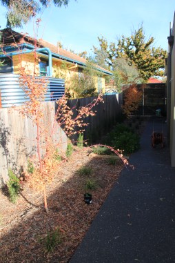 Before - Biodiverse garden