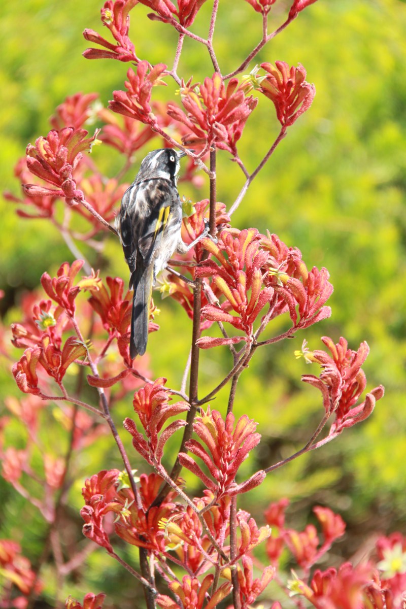 Kangaroo Paw and Bird