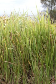 Hyams Grass
