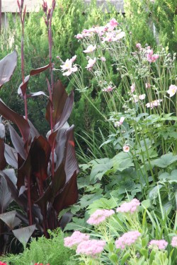 Yarralumla perennials 30 March 12 EOS 006