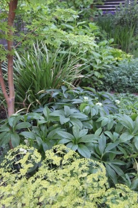Green perennials