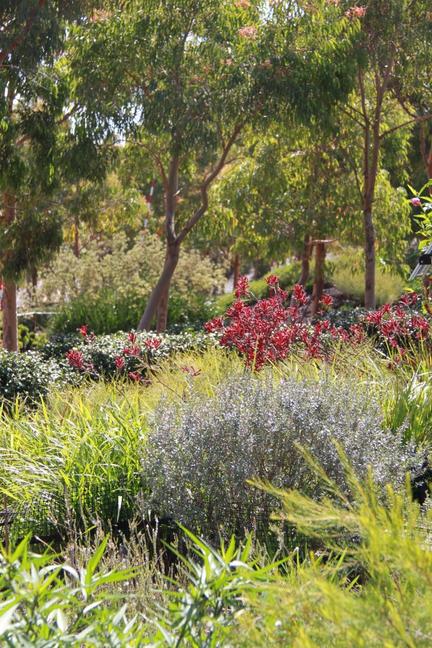 Cranbourne Botanic Gardens