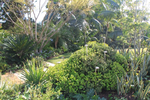 Myles Baldwin 'Sydney Gardenesque'