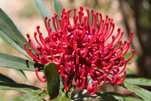 Telopea (Waratah)