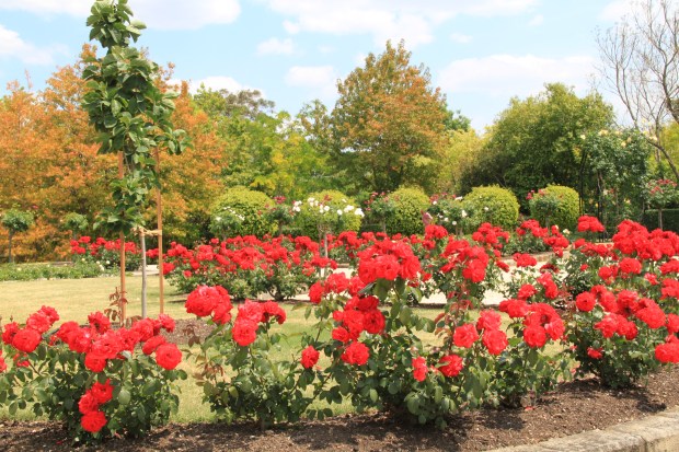'Glenroy Park' red roses