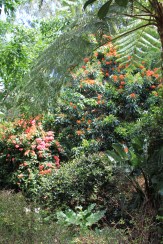 Colourful tropical trees