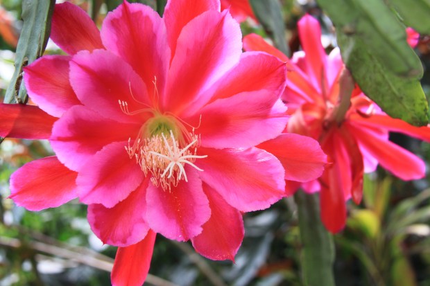 Bold tropical flowers