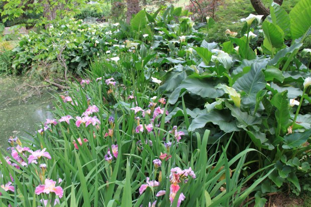Pondside bog plants at 'Elegans'
