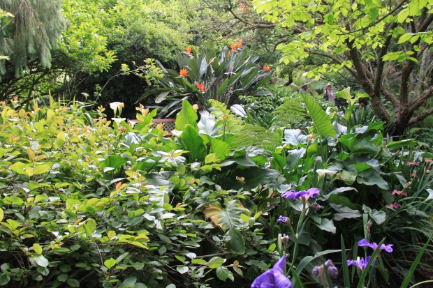 Bill Flemings 'Elegans' - contrasting plant textures