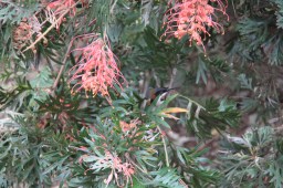 Grevillea