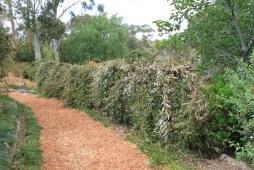 Weeping Grevillea hedge at 'Crundale'