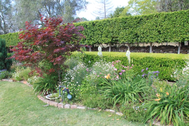 Pleached hedge at 'Tanglewood'
