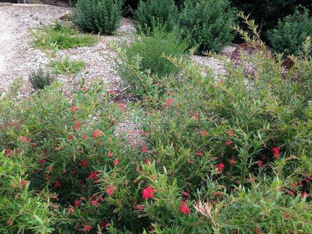 Natives with ornamental rustic balls