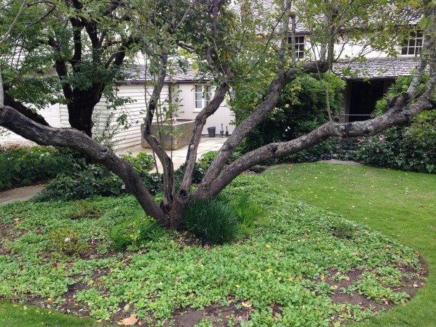 Love the ducks by the back door.  Assume the tree is surrounded by bulbs in spring