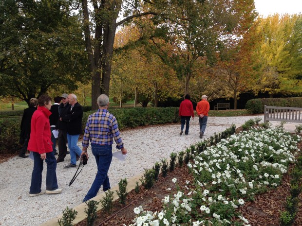 Spectacular autumn colour accentuated by the simplicity of white petunias