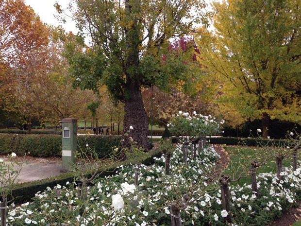Autumn trees behind the roses