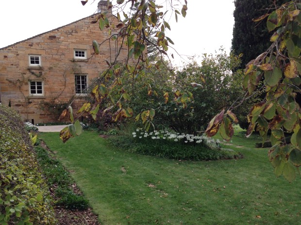 Pretty, mass-planted white nerines
