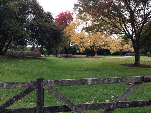 Gorgeous autumn colours beyond the gate