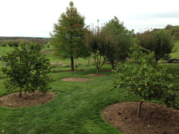 Orchard with mixed fruit trees, including lemons in the foreground 