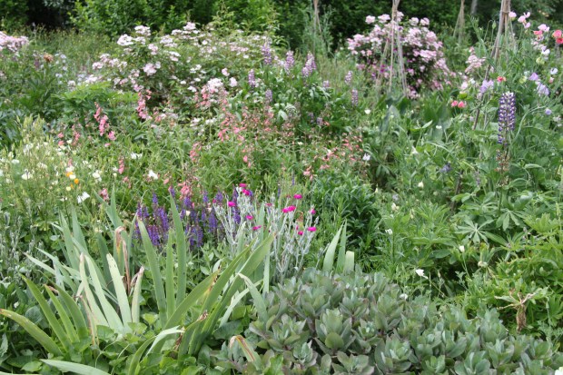 Bowlie drought tolerant colour with a great mix of textures