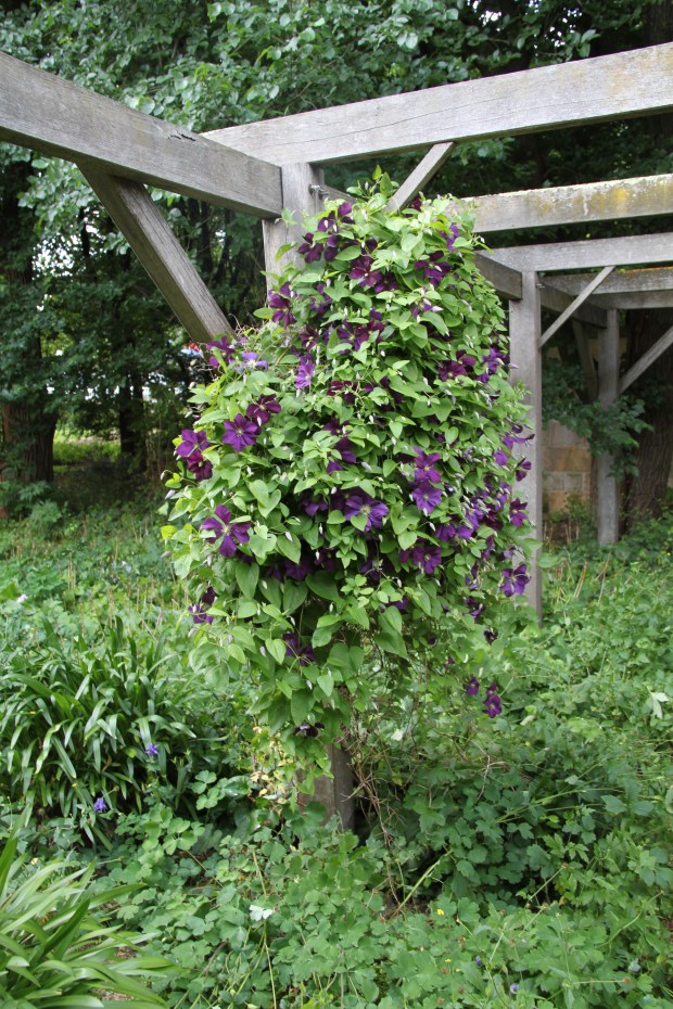 Bowylie - Pergola with Clematis climber