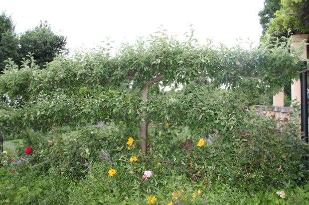 Bowylie espaliered apple trees