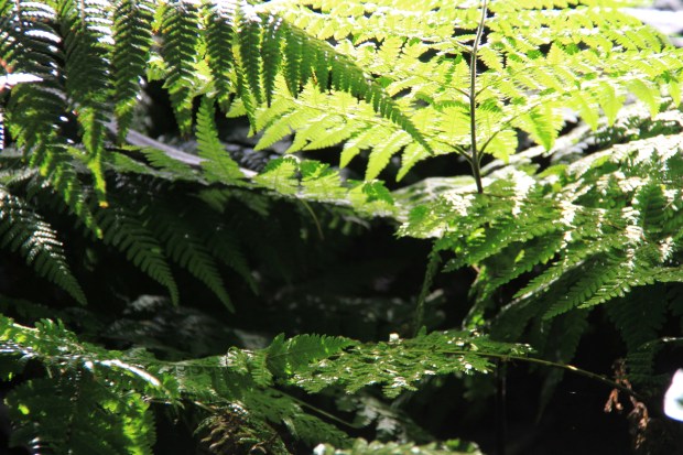 Royal Botanic Garden Sydney