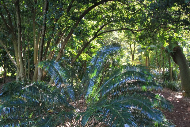 Royal Botanic Garden Sydney