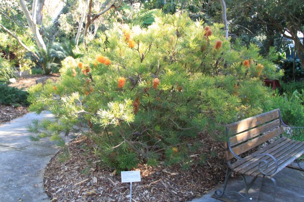 Banksia spinulosa - a very attractive native shrub requiring sun and free draining soil.  Very drought tolerant once established and birds love it