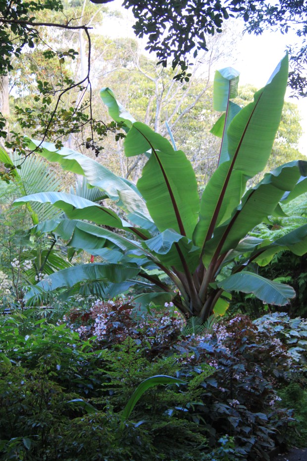 Abyssinian Banana (Ensete ventricosum) - this tropical plant from the banana family copes well with the cooler climate in Sydney.  Beware, it will grow large!