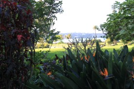 Sydney Botanic Garden - View past the Bird of Paradise (Strelitzia reginae) to the harbour