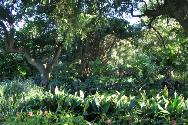 Royal Botanic Garden Sydney