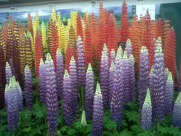 Chelsea Flower Show - Perfect stands of lupins