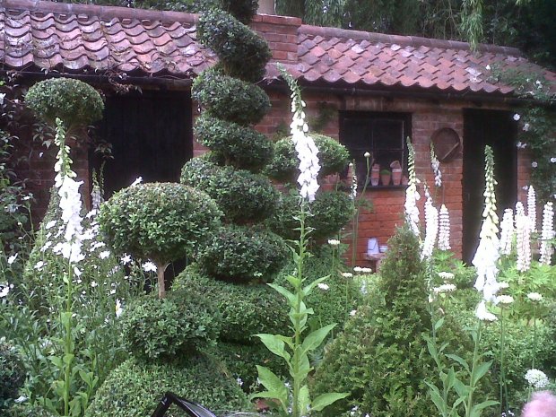 Chelsea Flower Show - Spiral Topiary with foxgloves and lupins