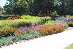 Bold, mass plantings at Melbourne Botanic Gardens