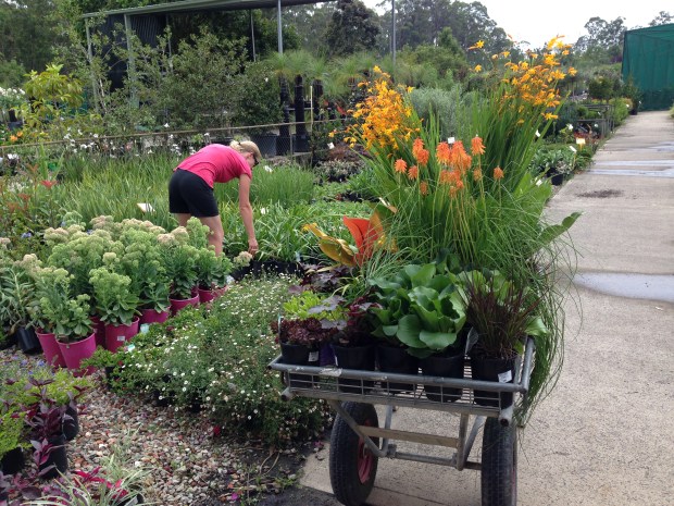 Selecting plants at the wholesale nursery