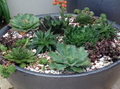 Newly planted bowl of mixed succulents in my garden