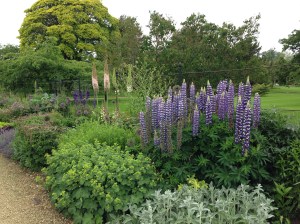 Lupins, Alchemilla mollis, Stachys byzantina, Alliuims, Nepeta and Eremurus at Woburn Abbey Gardens