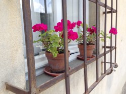 Geranium window pots