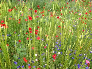 Cambridge University Botanic Garden Meadow
