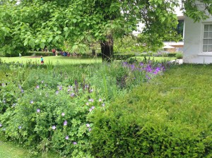 Pretty blue border at Cambridge University Botanic Garden