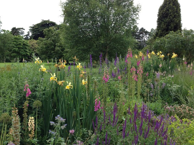 Iris and Salvia, Foxgloves and Eryngium at the Cambridge University Botanic Gardens