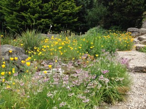 Eschscholtzia, Sisyrinchium and grasses at the Cambridge University Botanic Garden