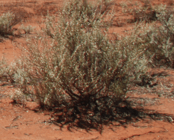 Poor lowly salt bush