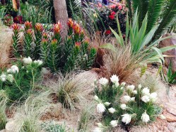 Grasses and leucadendrons popping out from the sand