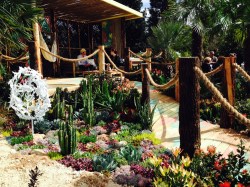 Brightly coloured mix of beautiful succulents