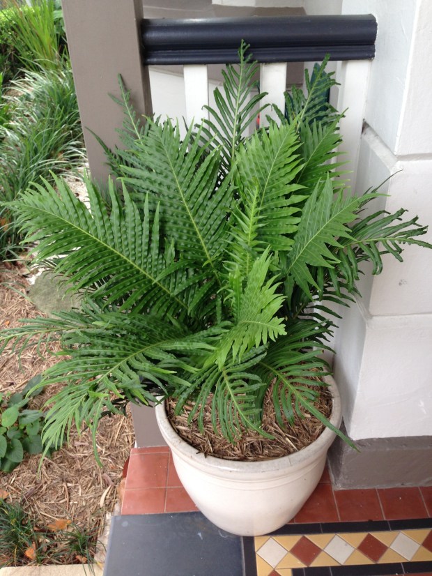 Blechnum 'Silver Lady' fern