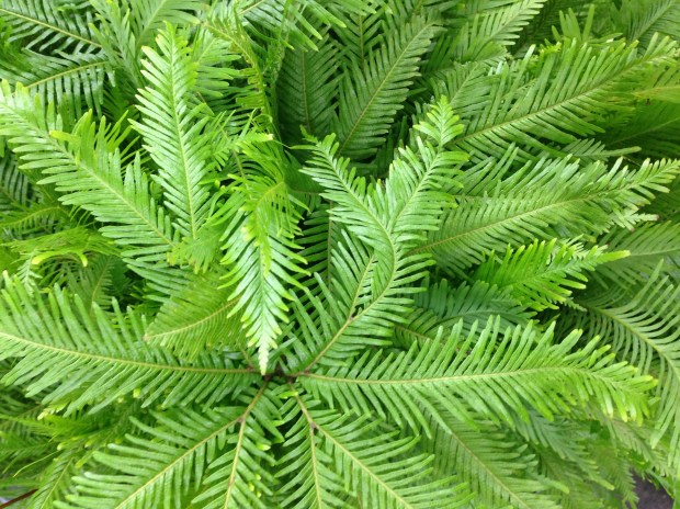 The wonderful texture of ferns