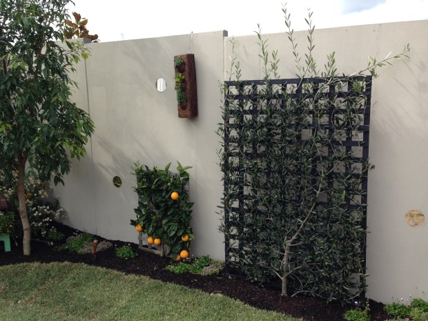 Espaliered citrus and olive by NGINA at the Australian Garden Show Sydney 2014