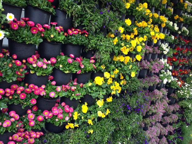 Small, pretty annuals make up this colourful vertical garden at the entrance to the Australian Garden Show Sydney 2014